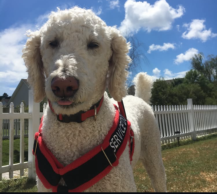 Frankie the white service poodle in a red harness